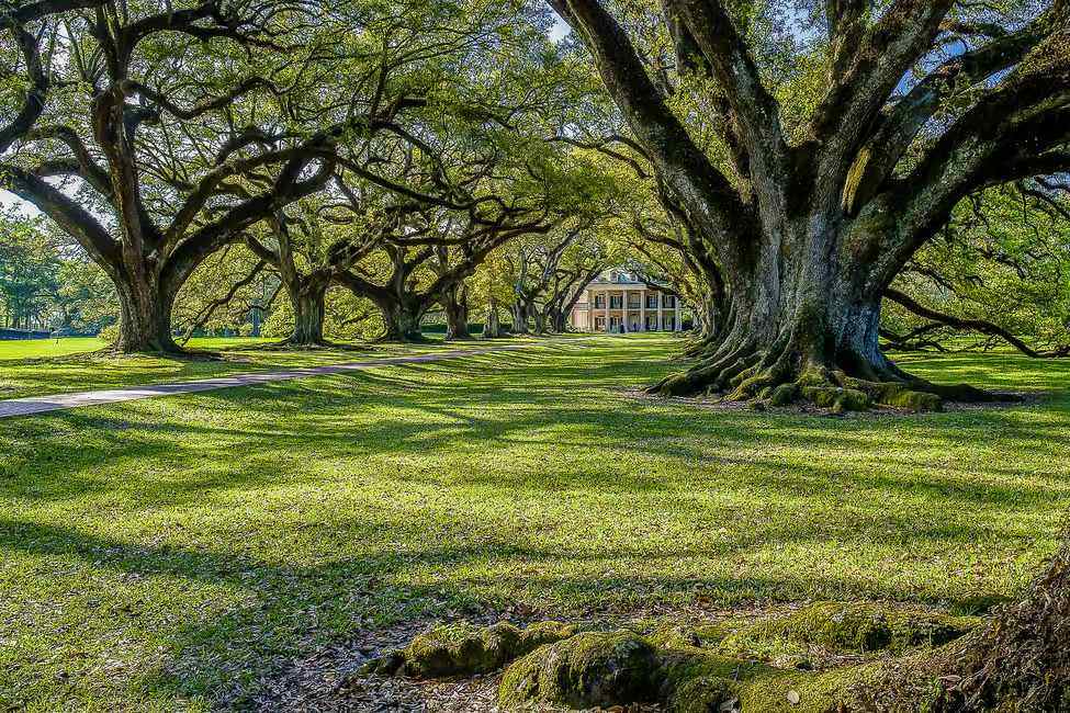 Bayou Swamp Tour and Oak Alley Plantation