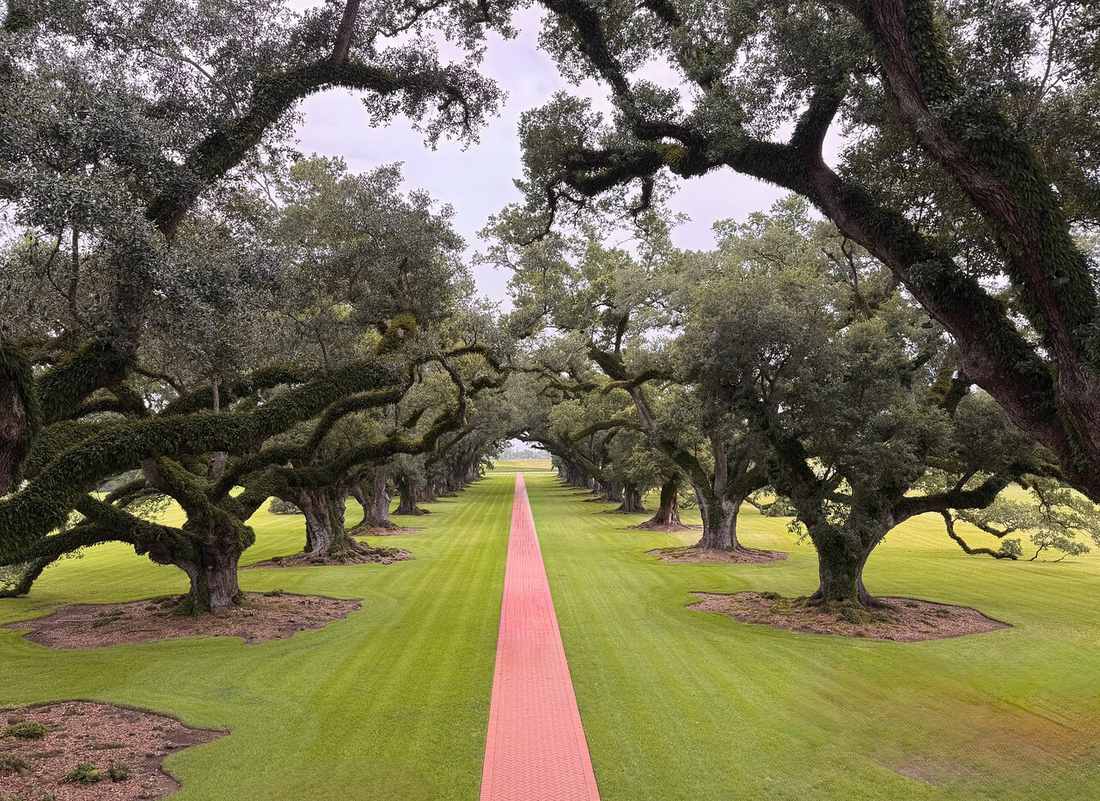 Oak Alley and Whitney Plantation Tour