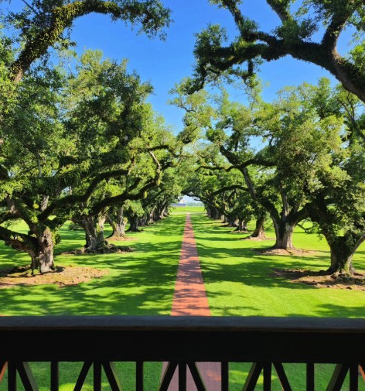 The double row of live oaks seen from the upper balcony of the Big House, the brick path running straight away between them towards the levee