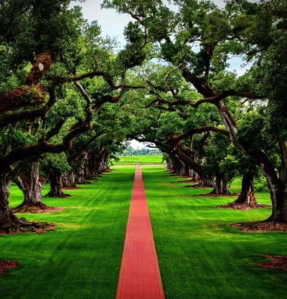 Live oak branches closing over the path at Oak Alley Plantation
