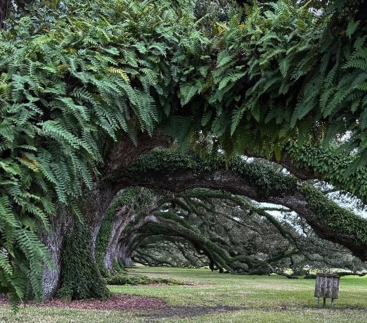13 Things Most Visitors Do Not Know About Oak Alley Plantation