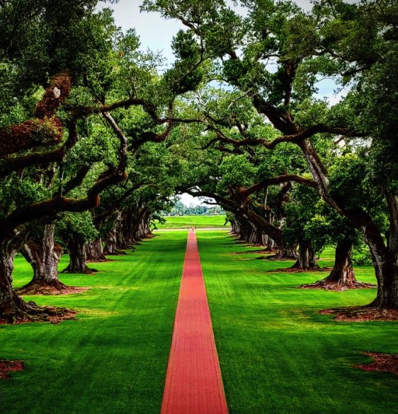 The tunnel of live oaks arching over the walk to the river