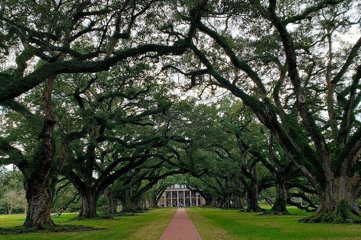Oak Alley or Laura Plantation Tour with Transport