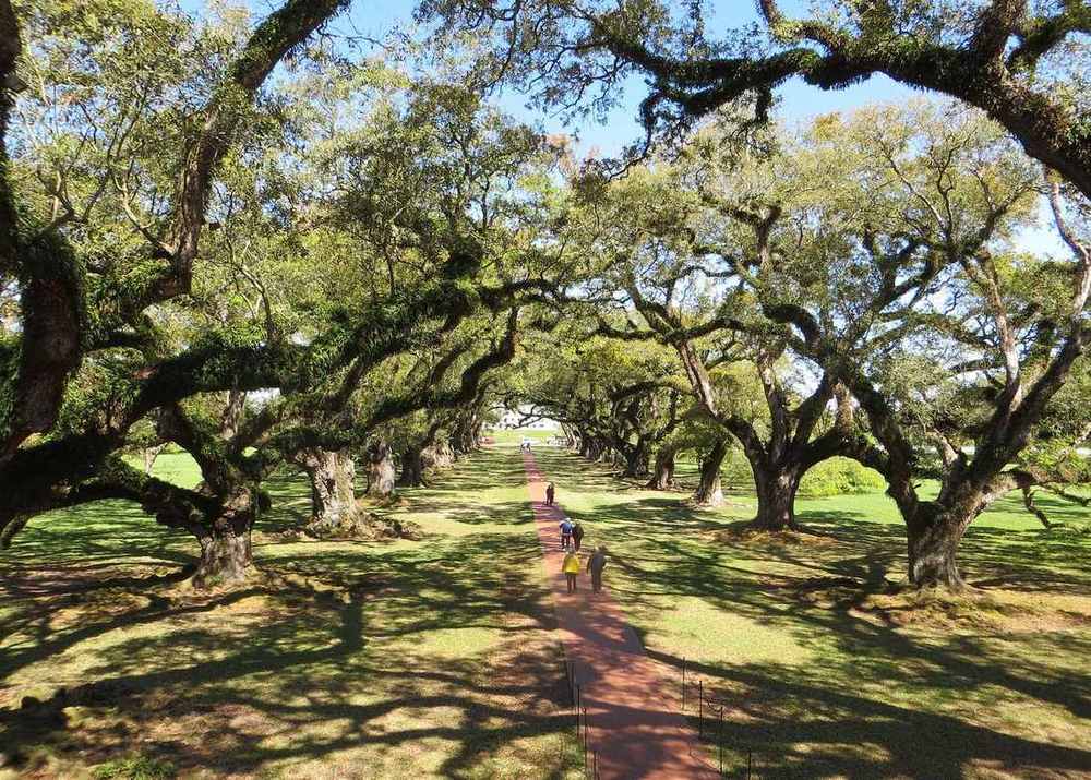 Oak Alley Plantation Half-Day Tour