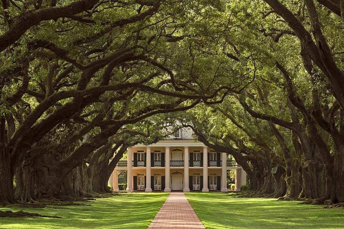 Swamp Boat Ride and Oak Alley Plantation Tour